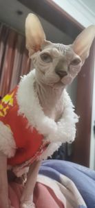 光滑皮肤，个性十足，温顺粘人家庭宠（无毛猫很温顺很粘人）
