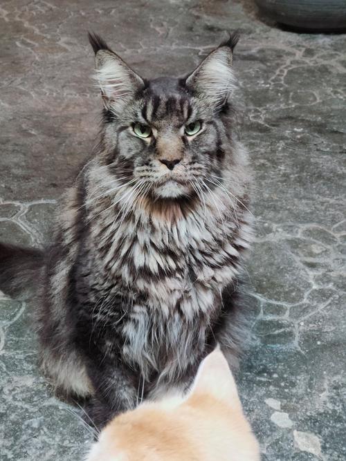 大型温柔王，幼崽超可爱（缅因猫图片大全 巨型）