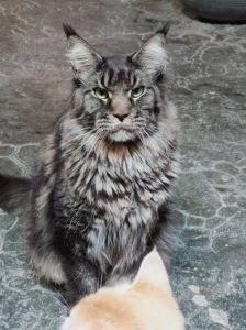 大型温柔王，幼崽超可爱（缅因猫图片大全 巨型）