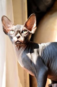 几种温顺小猫品种推荐，带来陪伴和温暖（什么品种小猫最温顺）