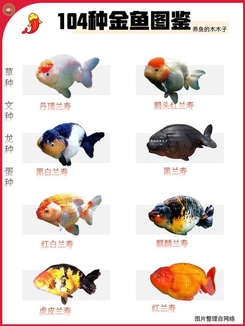 养鱼乐趣多，高颜值观赏鱼推荐！（观赏鱼颜值排行）