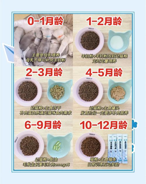 科学喂养幼猫，新手必看（宠物猫喂养方法）