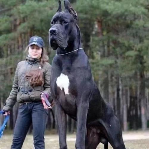 大型犬威武又亲人，养前多想想空间食物与法规（大型宠物狗）
