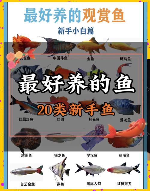 养鱼乐趣多，高颜值观赏鱼推荐！（观赏鱼颜值排行）