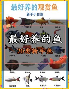 养鱼乐趣多，高颜值观赏鱼推荐！（观赏鱼颜值排行）