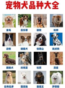 狗狗种类多又萌，聪明友善人好伴（世界狗狗一览图）