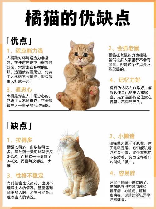 独立细腻，享受猫咪陪伴（养猫的女生什么性格）