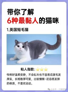 养猫是长久陪伴，选对温顺粘人猫很幸福（什么猫最温顺最粘人）