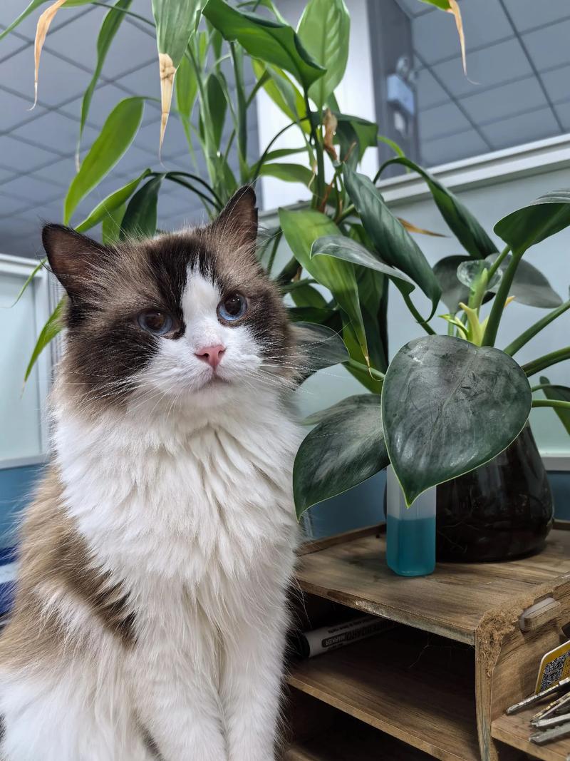 布偶猫易患HCM，需注意健康风险（布偶猫为什么叫死亡之猫）