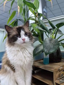 布偶猫易患HCM，需注意健康风险（布偶猫为什么叫死亡之猫）