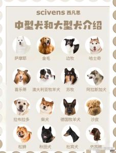 选对狗狗！拉布拉多与金毛等5种家庭犬推荐（大中型宠物狗种类）