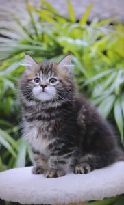 猫咪体型差异大，选对才适合（那种猫咪体型最大）