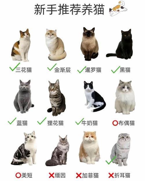 本土猫咪性格多样，忠诚亲人，经济实惠，是可靠的守护者和情感陪伴者（建议穷人养的10种猫）