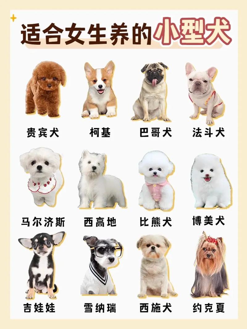 温馨家庭好伴侣（最小的宠物狗是什么狗）