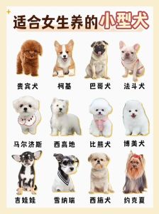 温馨家庭好伴侣（最小的宠物狗是什么狗）