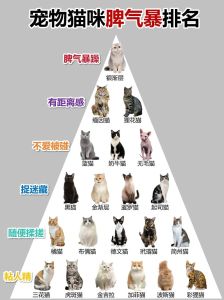 八种温顺猫咪品种，伴侣宠物的最佳选择！（猫咪什么品种性格温顺）