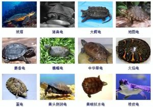 鱼虾蟹两栖爬行软体哺乳（水动物有多少种类）