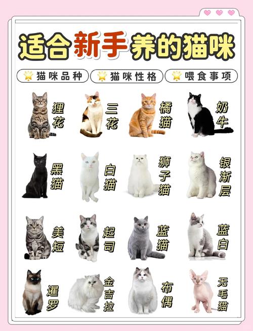 六种温顺猫咪品种推荐（十大温顺的猫咪品种）