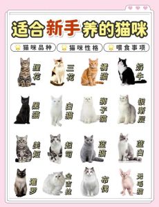 六种温顺猫咪品种推荐（十大温顺的猫咪品种）