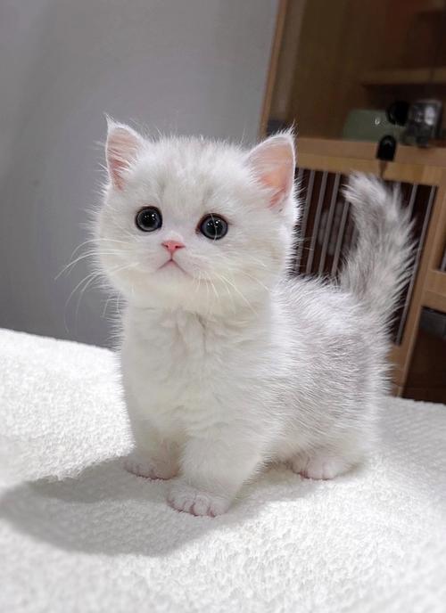 温顺粘人猫咪品种推荐（温顺品种猫咪）