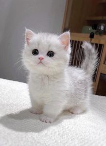 温顺粘人猫咪品种推荐（温顺品种猫咪）