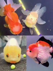 新手易养的小型观赏鱼推荐（什么观赏鱼个头小好看）