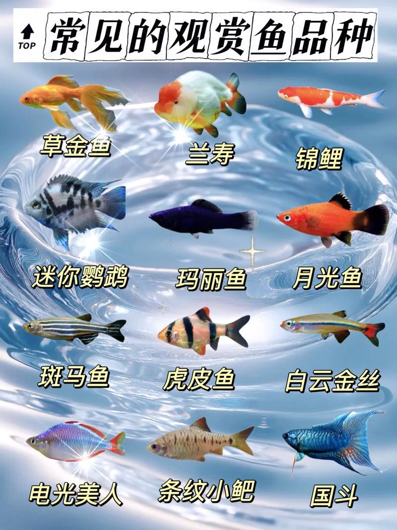 10种皮实好养观赏鱼，新手轻松养！（生命力最强十种观赏鱼）