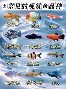 珍稀鱼种赏析（中国十大观赏鱼排行榜）