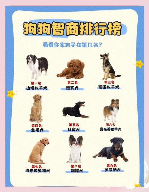 边境牧羊犬居首，训练方法很重要（宠物狗聪明程度排名）