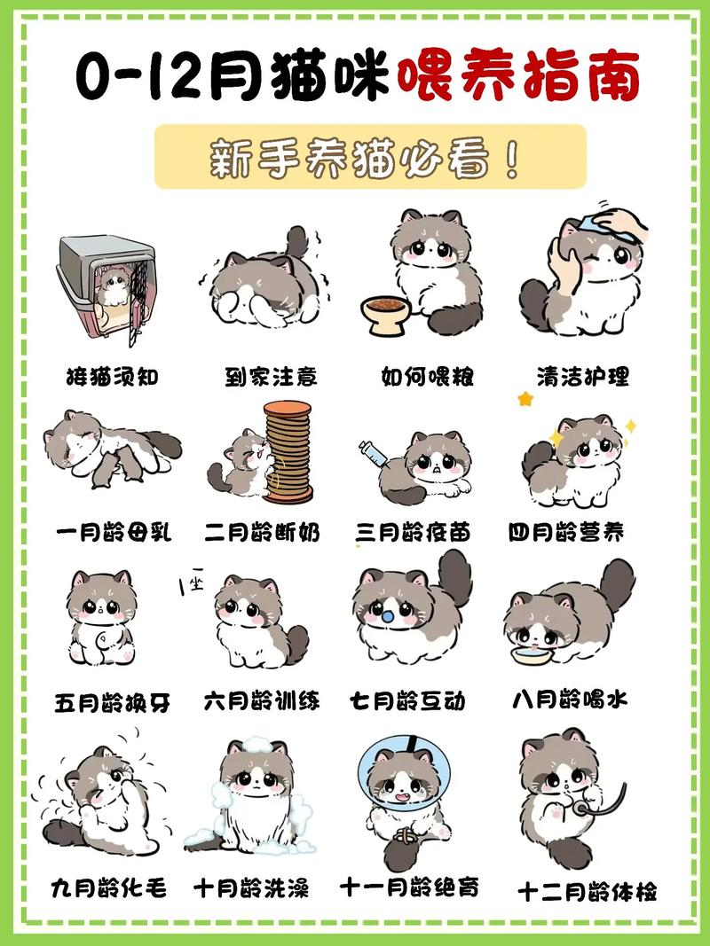 时间经济环境，科学喂养，责任与准备（养小猫咪要注意什么）