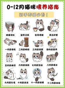 时间经济环境，科学喂养，责任与准备（养小猫咪要注意什么）