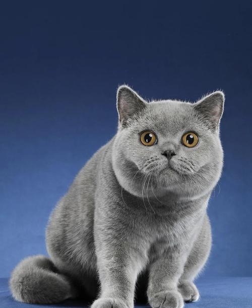 英短美短异国布偶（哪一种宠物猫最温顺）