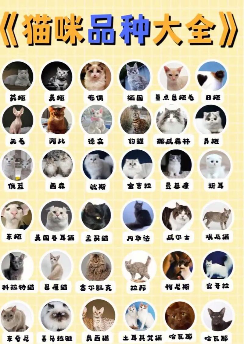 萌宠陪伴指南（十大猫咪品种图片）