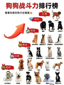 小型狗选哪个？泰迪比熊蝴蝶犬吉娃娃博美特点介绍（小型宠物狗排名）
