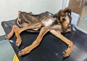 健康选犬指南（体型瘦小的宠物狗）