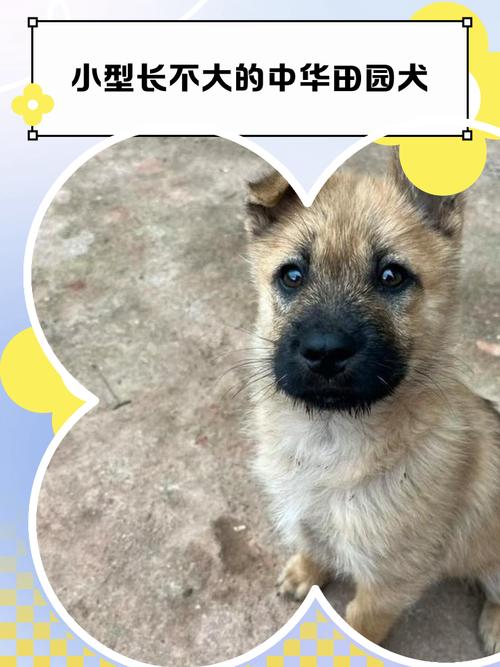 小狗狗天生娇小，性格天真惹人爱！（什么样的狗长不大）