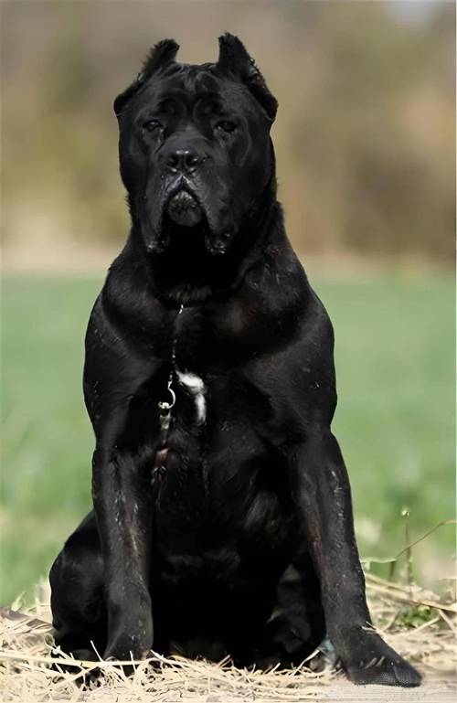 大型犬威严又温情，养之前要慎重（体型大的狗）