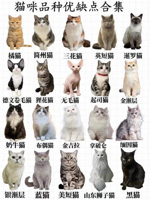 亲人心肝宝（猫咪哪个品种最温顺）