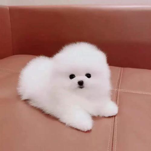 选小型狗？注意健康别盲目！（宠物小型狗）
