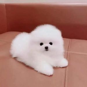 选小型狗？注意健康别盲目！（宠物小型狗）