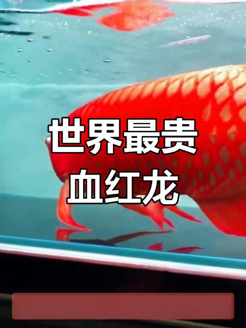千万天价背后的珍稀之美（世界上最贵的观赏鱼）