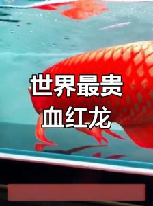 千万天价背后的珍稀之美（世界上最贵的观赏鱼）