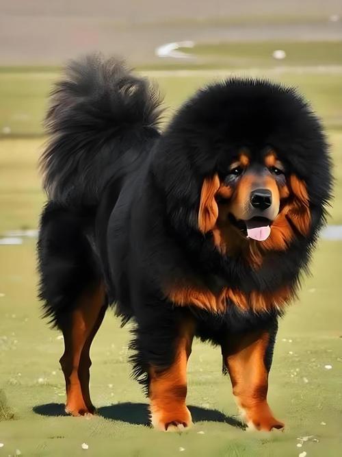 大丹犬最大，养巨型犬的挑战与乐趣（世界上最大的狗狗）
