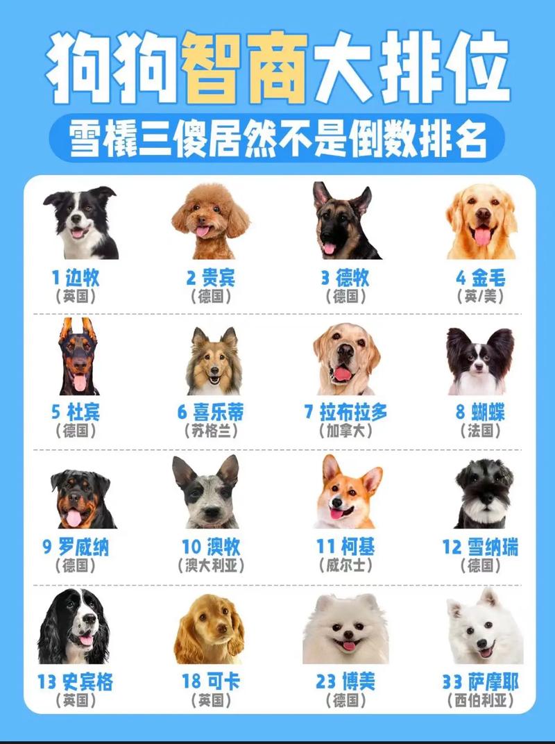 边境牧羊犬第一，高智商犬需科学训练！（智商高的宠物狗排行榜）