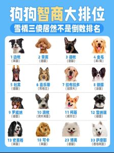 边境牧羊犬第一，高智商犬需科学训练！（智商高的宠物狗排行榜）