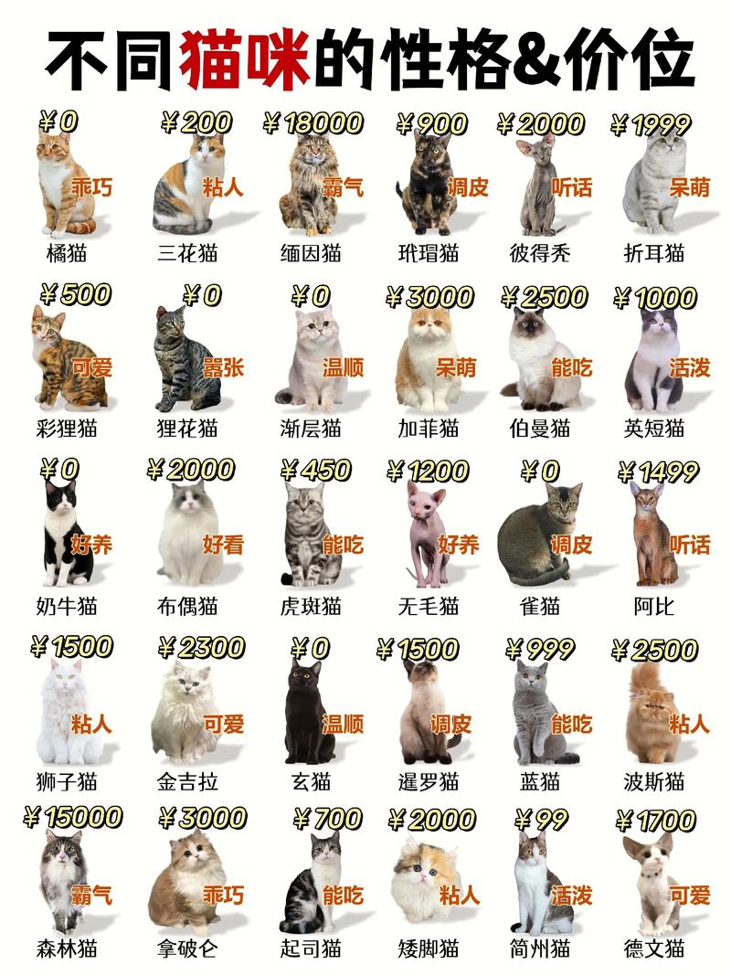 波斯猫与布偶猫（那种品种猫最温顺和可爱）