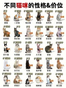 超粘人猫咪，选对就幸福！（温顺粘人的猫咪品种）