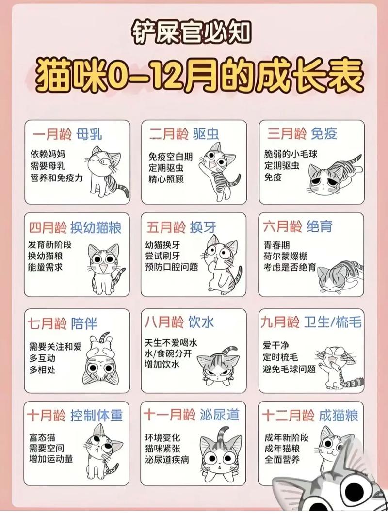 小橘猫1-6个月成长速，体重增，需基础训练（猫咪1-6个月体型图片）