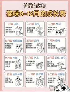 小橘猫1-6个月成长速，体重增，需基础训练（猫咪1-6个月体型图片）