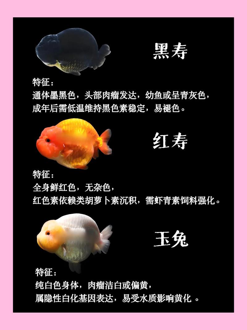 金鱼品种多，草文龙蛋各有特色！（金鱼品种一览表大全）